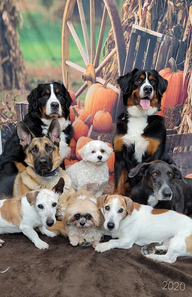 Autumn Farm Pumpkin Backdrops for Party Photography G-027