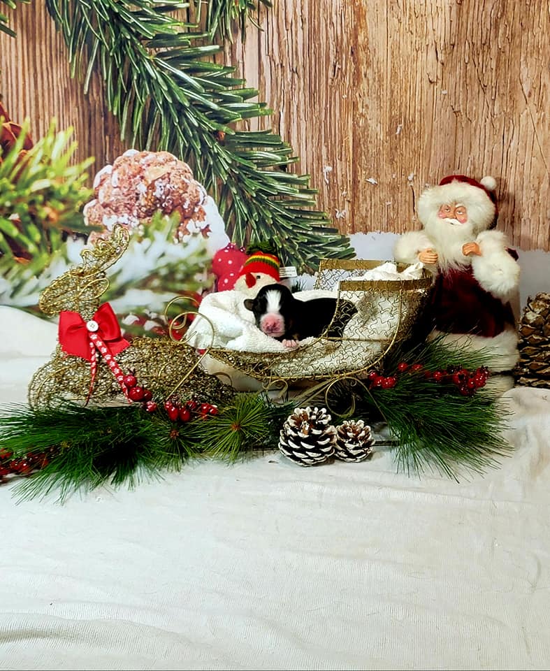 Snow Wood Floor Christmas Photography Backdrops DBD-19319
