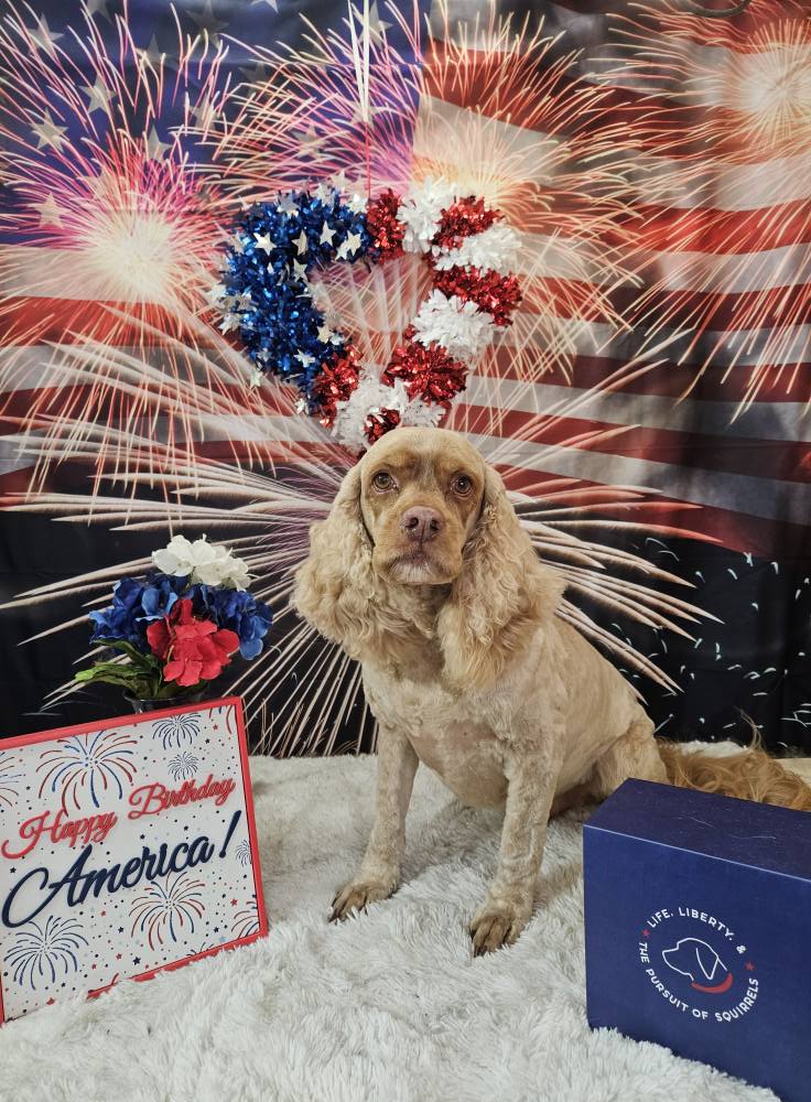 Firework American Flag 4th of July Backdrop M6-20