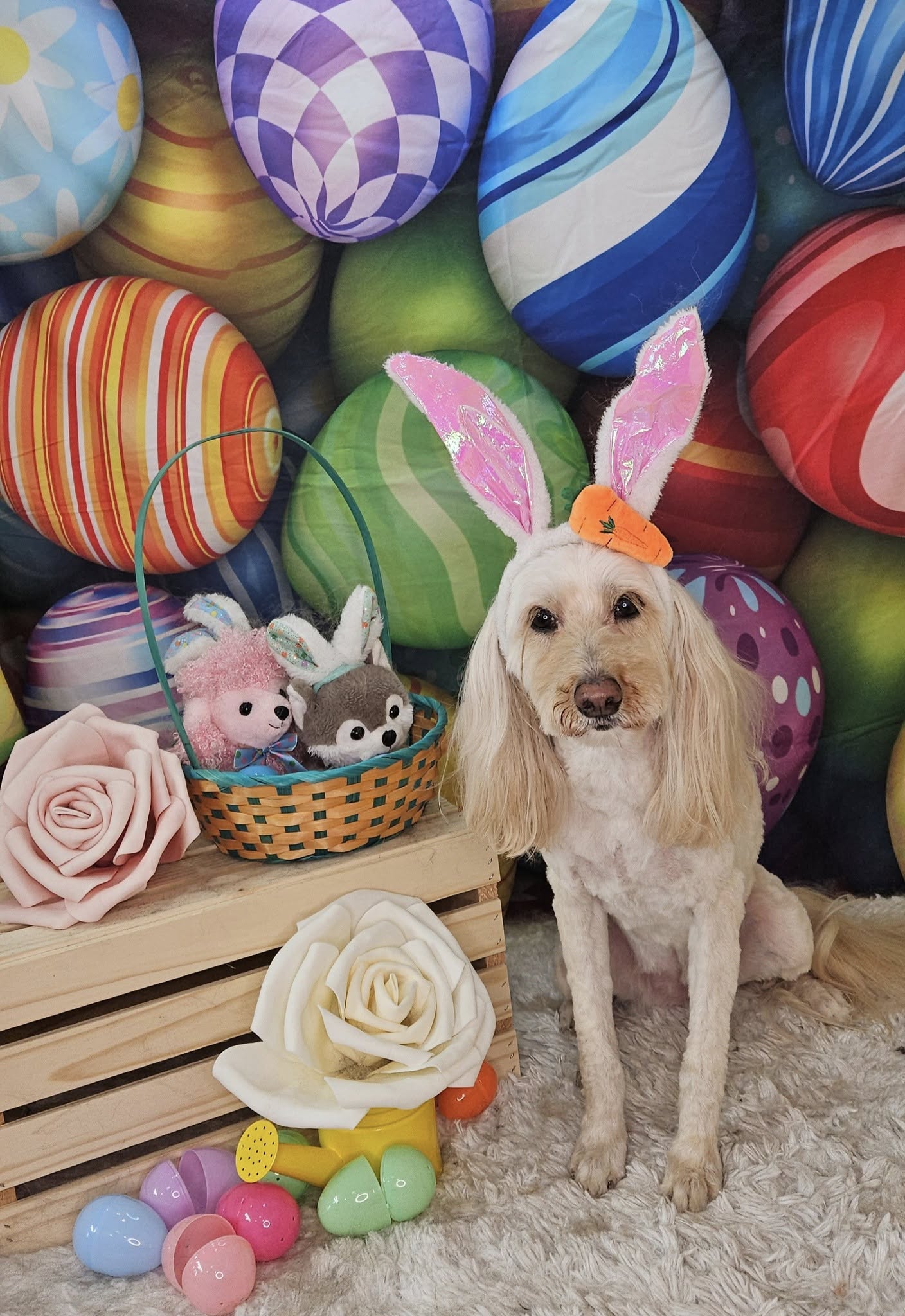 Colorful Easter Eggs Backdrop for Photography SH032