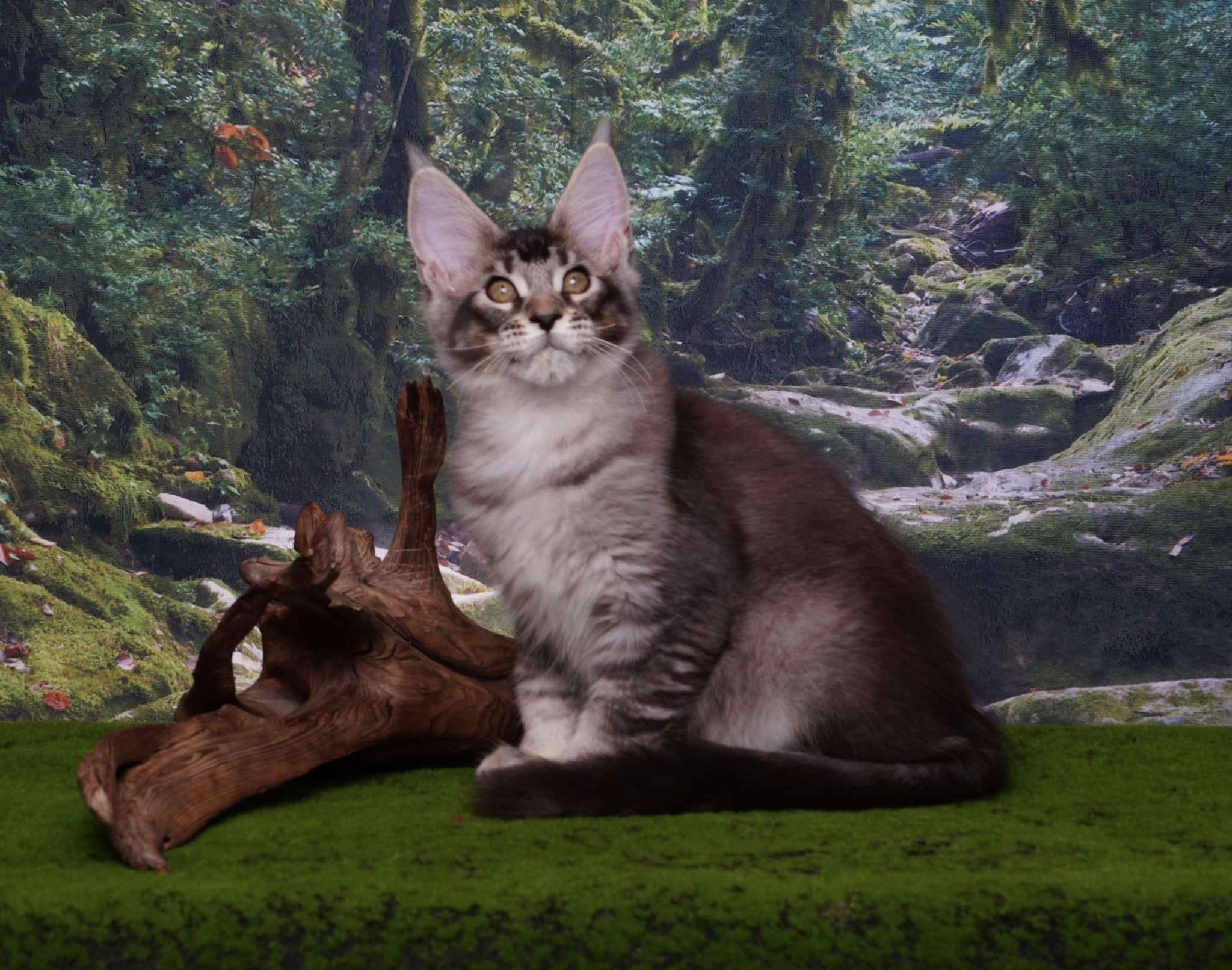 Mysterious Jungle Path Photography Backdrop M9-57