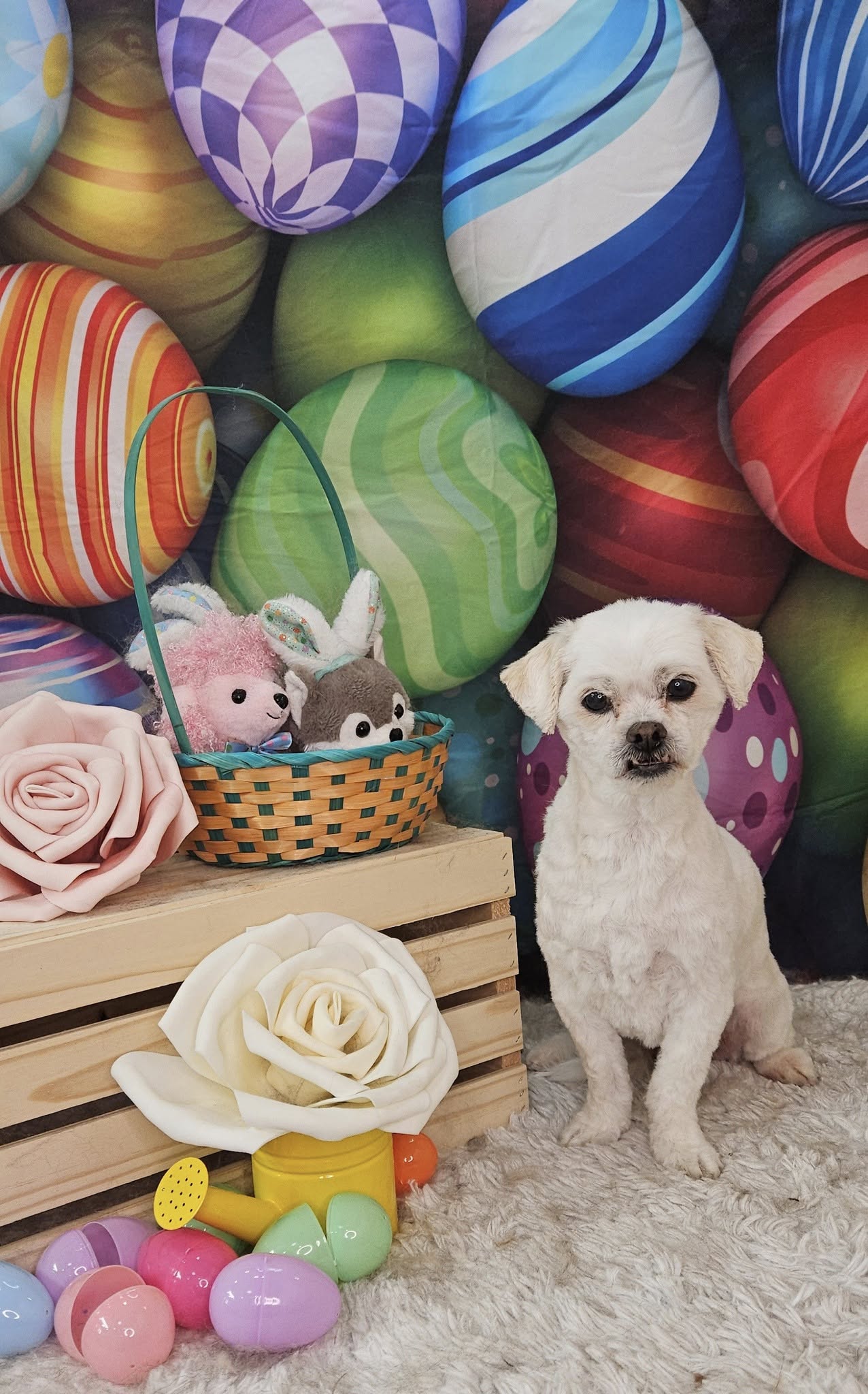 Colorful Easter Eggs Backdrop for Photography SH032