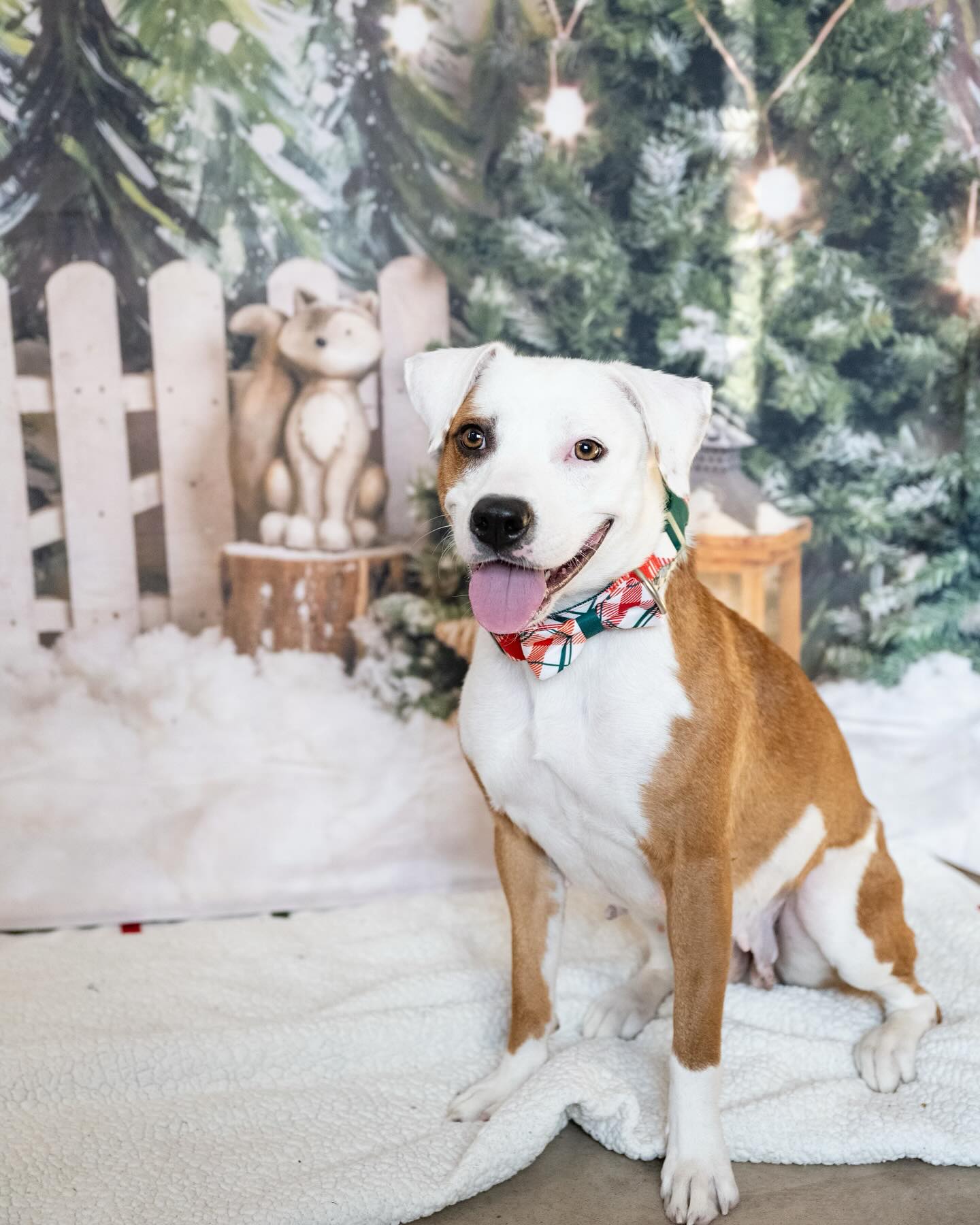 Snowy Forest Elk Christmas Photography Backdrop M6-90