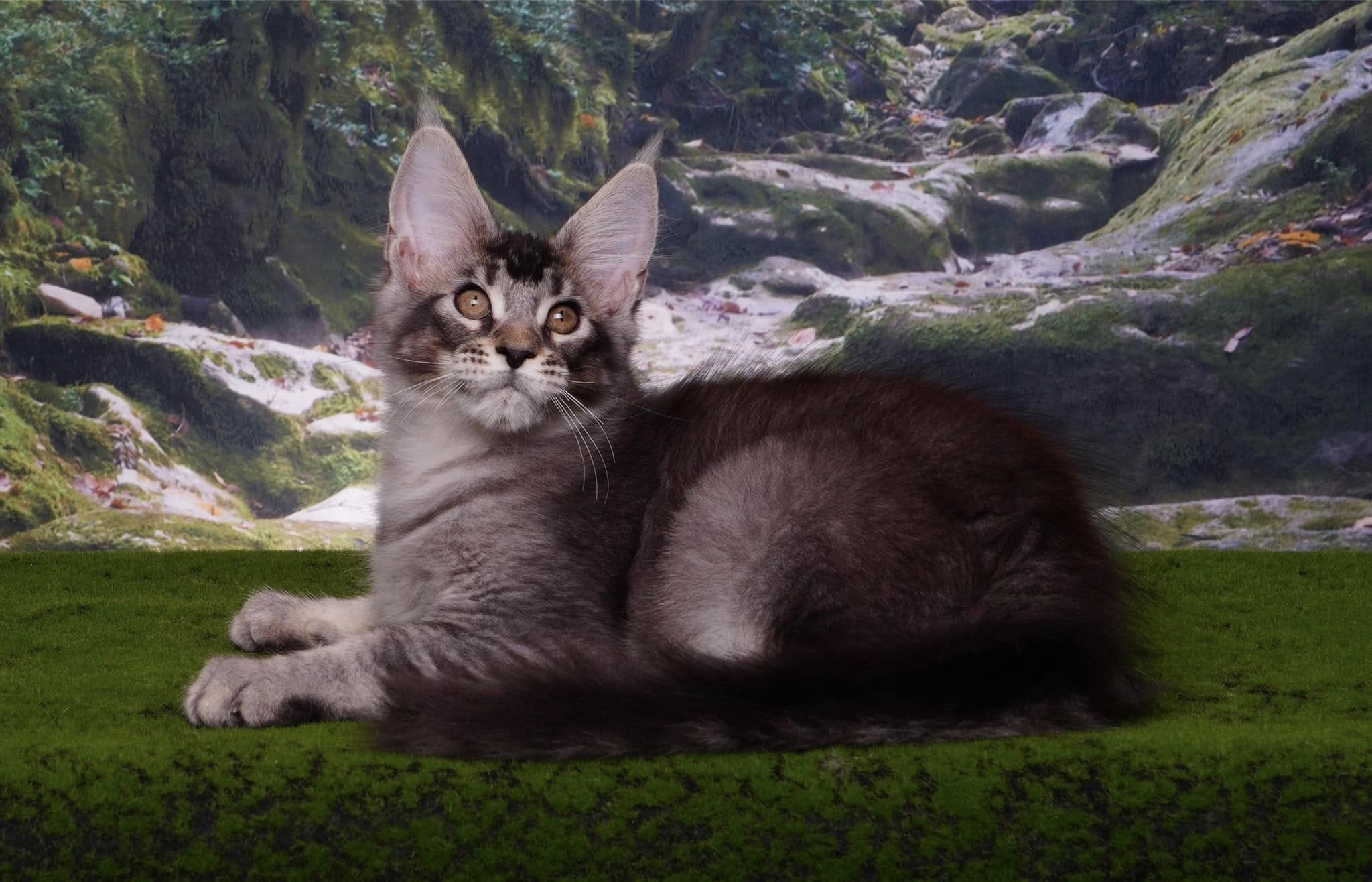 Mysterious Jungle Path Photography Backdrop M9-57