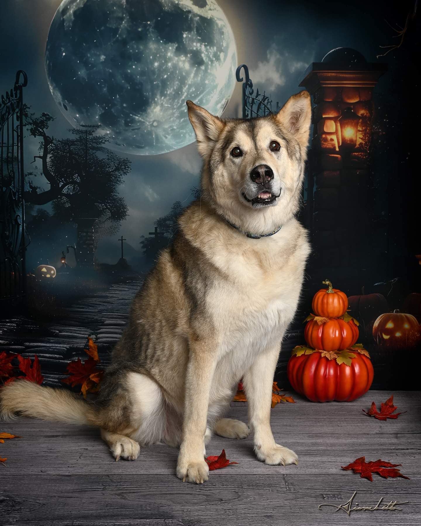 Halloween Dark Graveyard Gate Skeleton Backdrop RR7-455