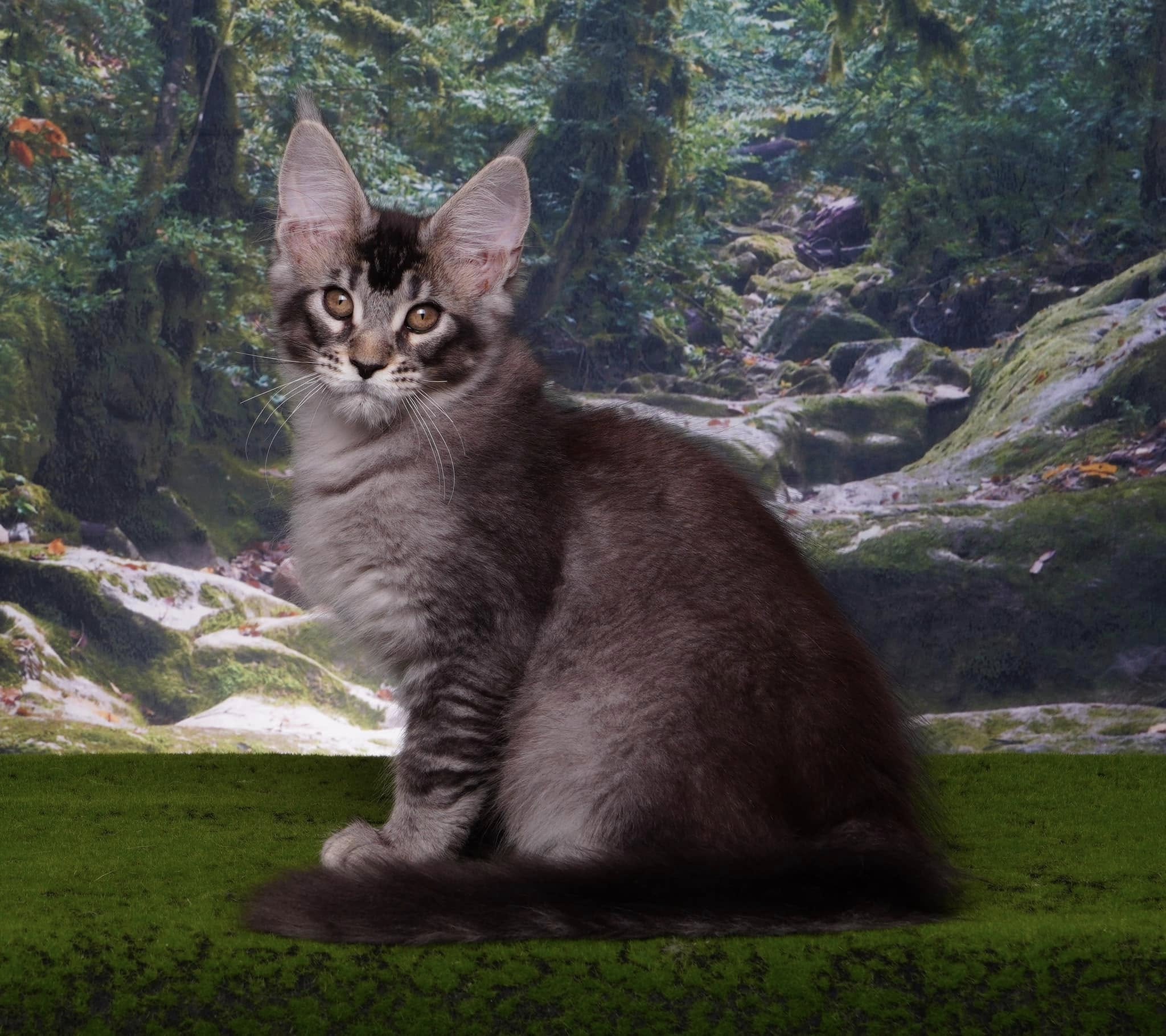 Mysterious Jungle Path Photography Backdrop M9-57