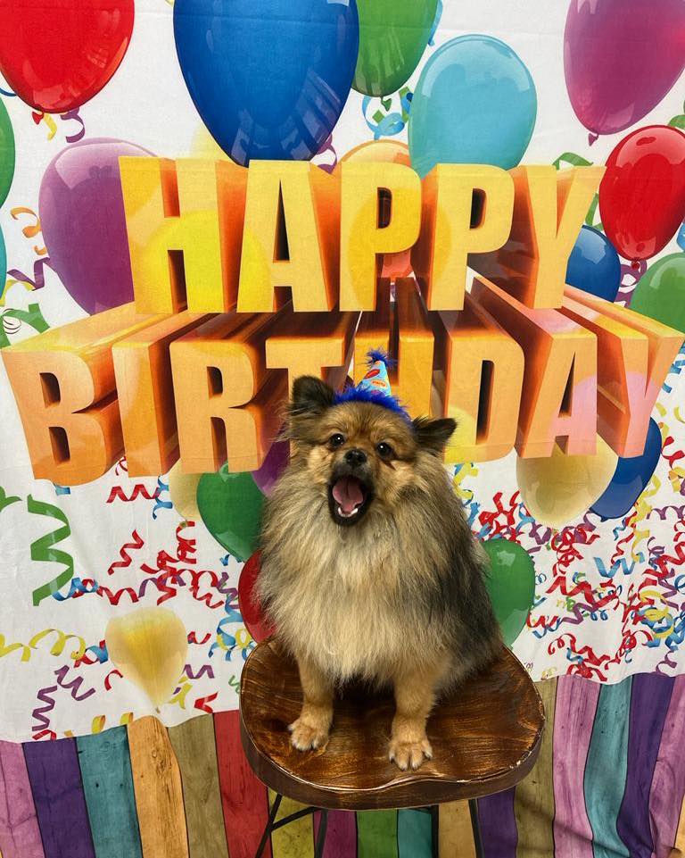 Colorful Birthday Balloons Decoration Backdrop for Photo S-3061