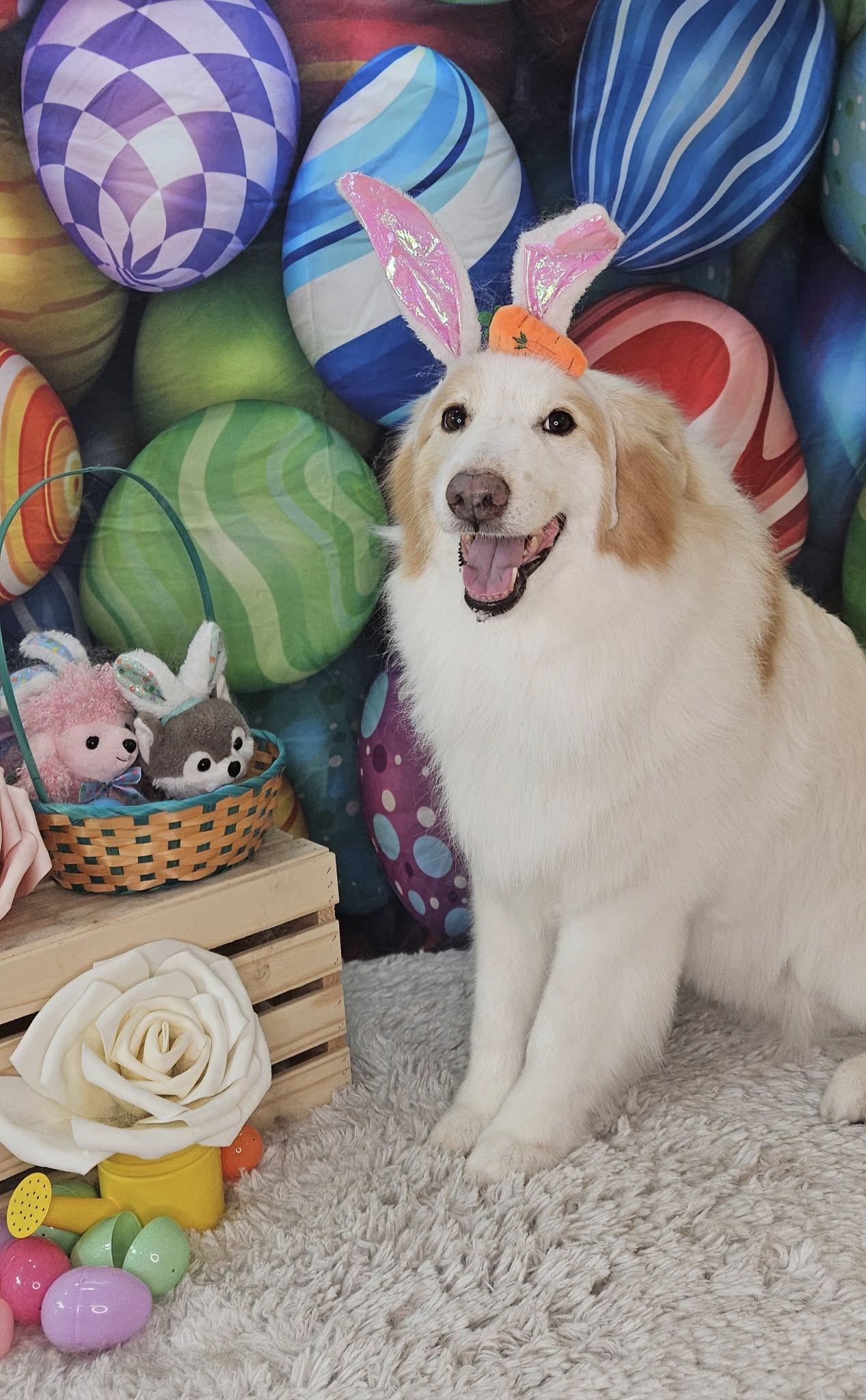 Colorful Easter Eggs Backdrop for Photography SH032