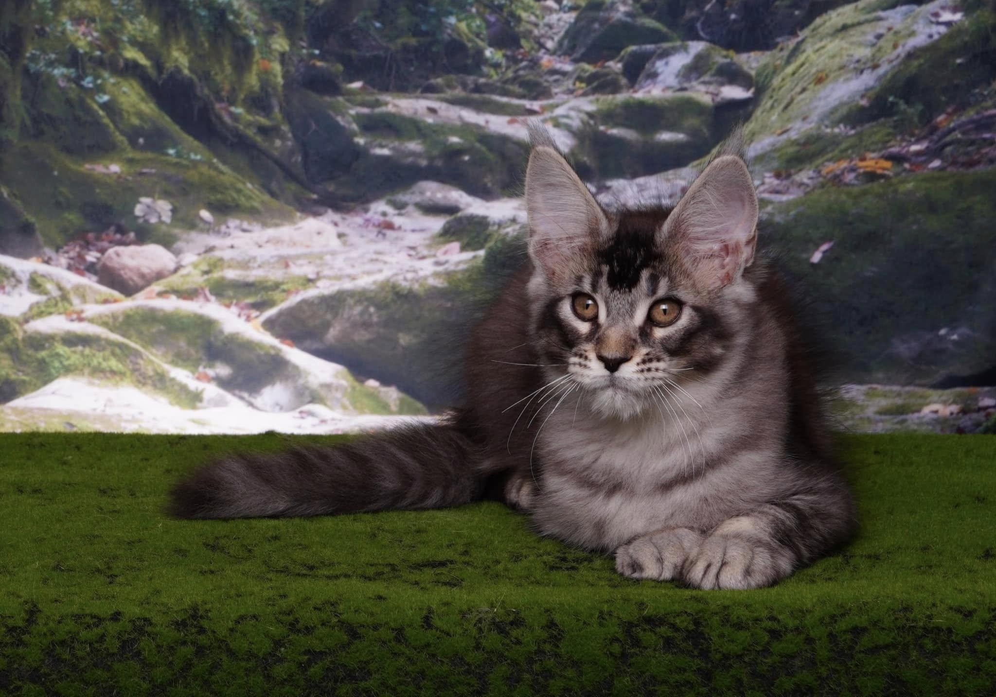 Mysterious Jungle Path Photography Backdrop M9-57