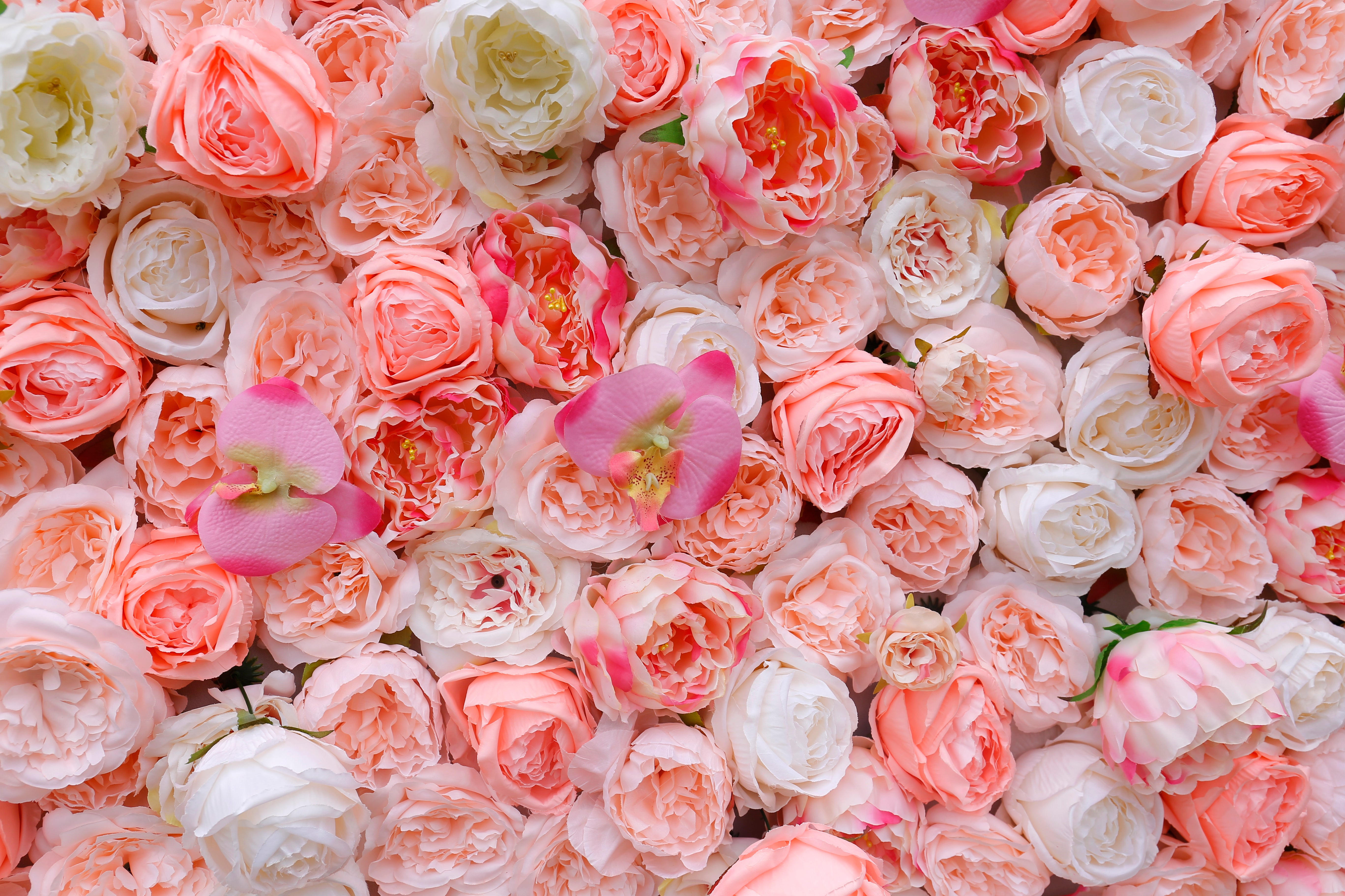 5D Silk Pink White Roses Roll Up Artificial Flower Wall Backdrop ACFW-019