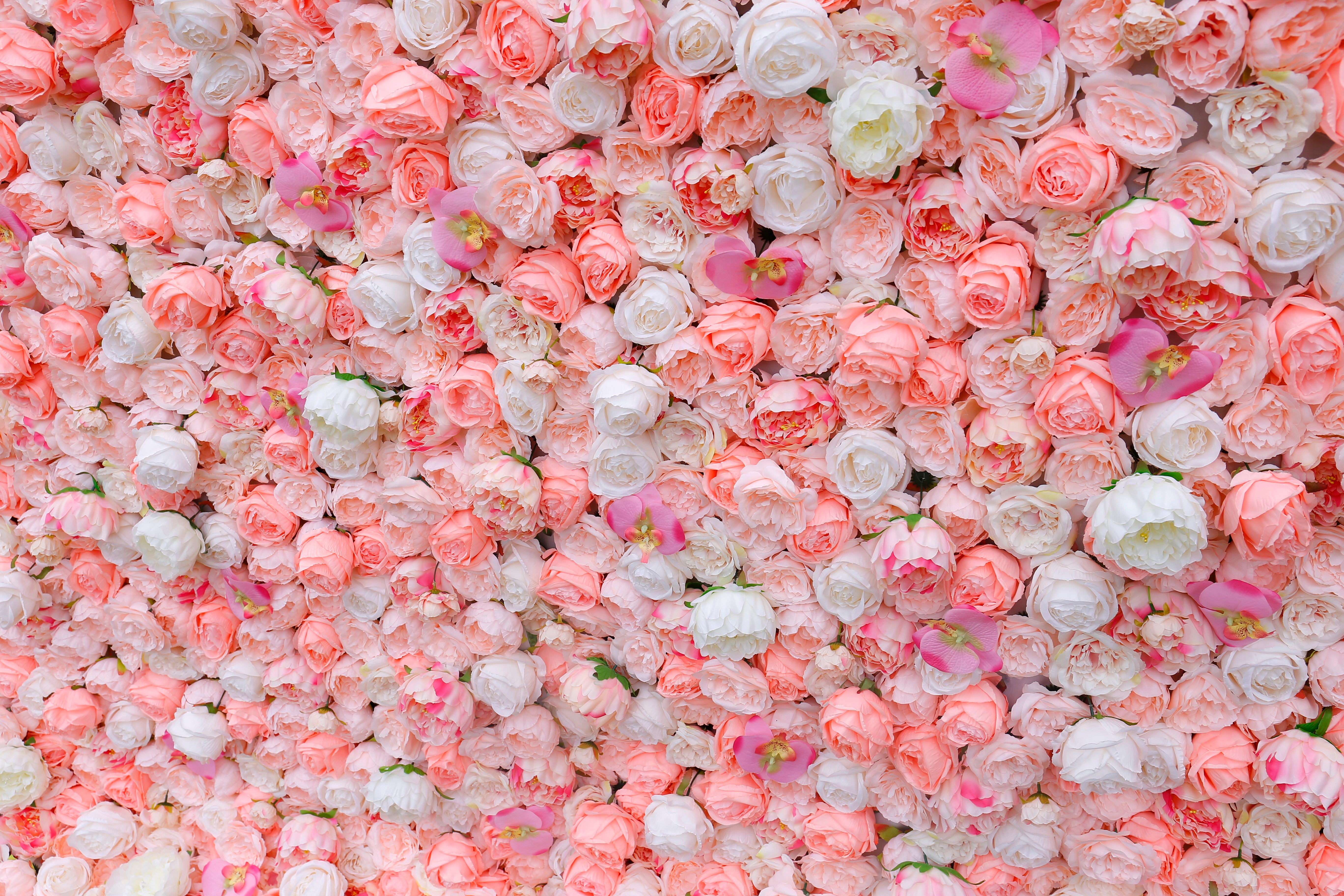 5D Silk Pink White Roses Roll Up Artificial Flower Wall Backdrop ACFW-019