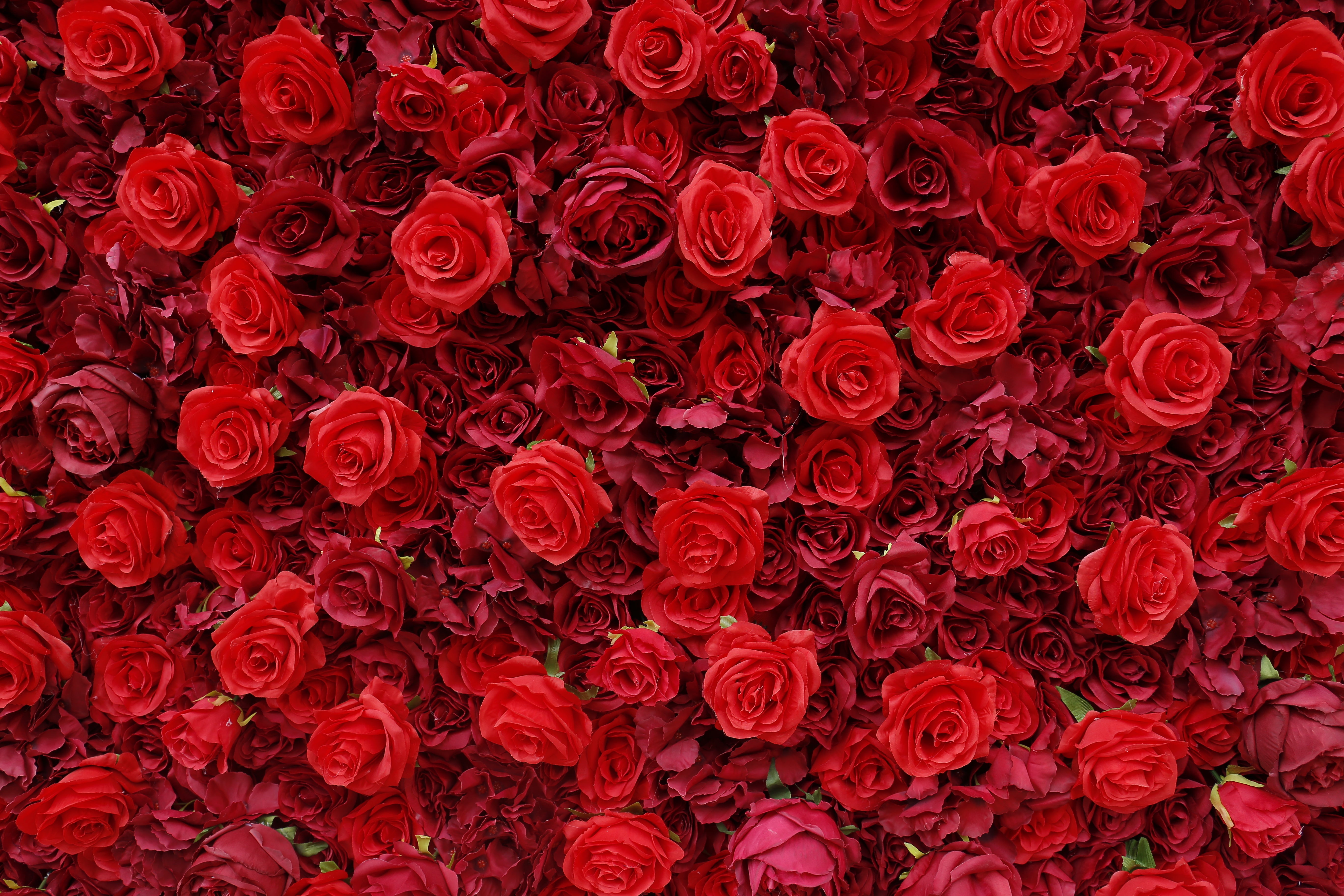3D Full Red Rose Fabric Wedding Backdrop Rolling Up Flower Wall ACFW-050