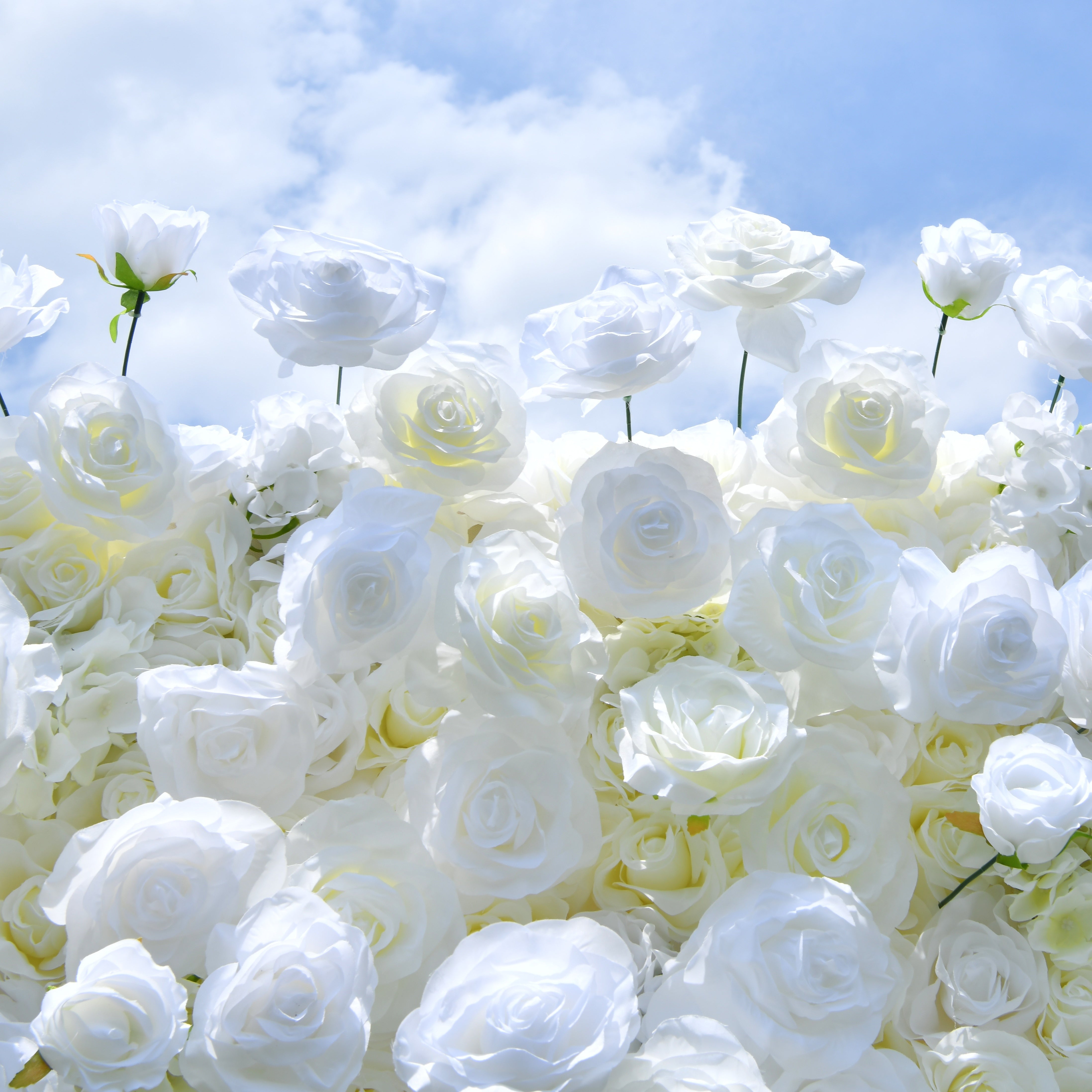 Pure White Fabric Roses Wedding Backdrop Roll Up Flower Wall ACFW-0601