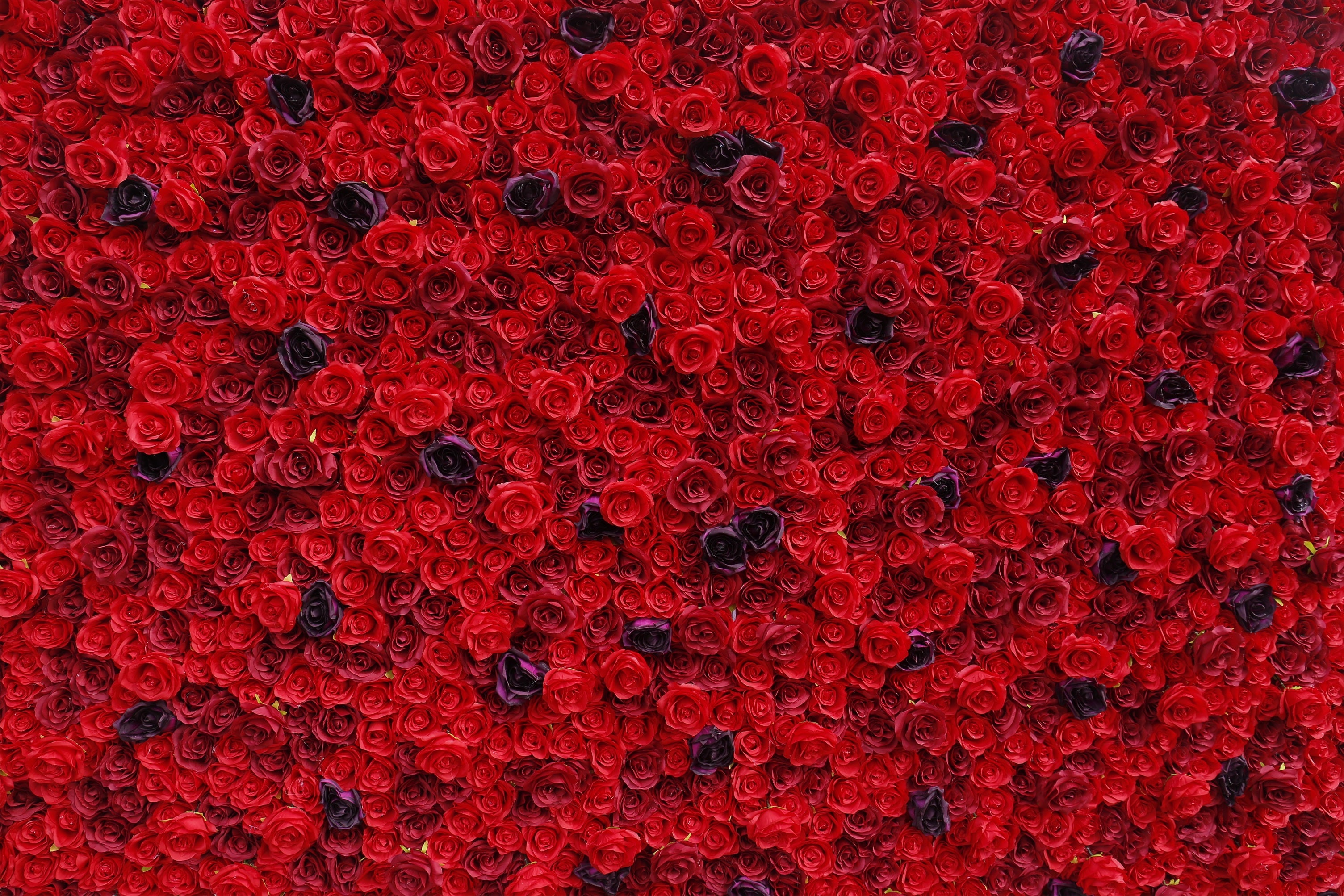 3D Full Red Rose Artificial Roll up Flower Wall Wedding Deocr ACFW-084