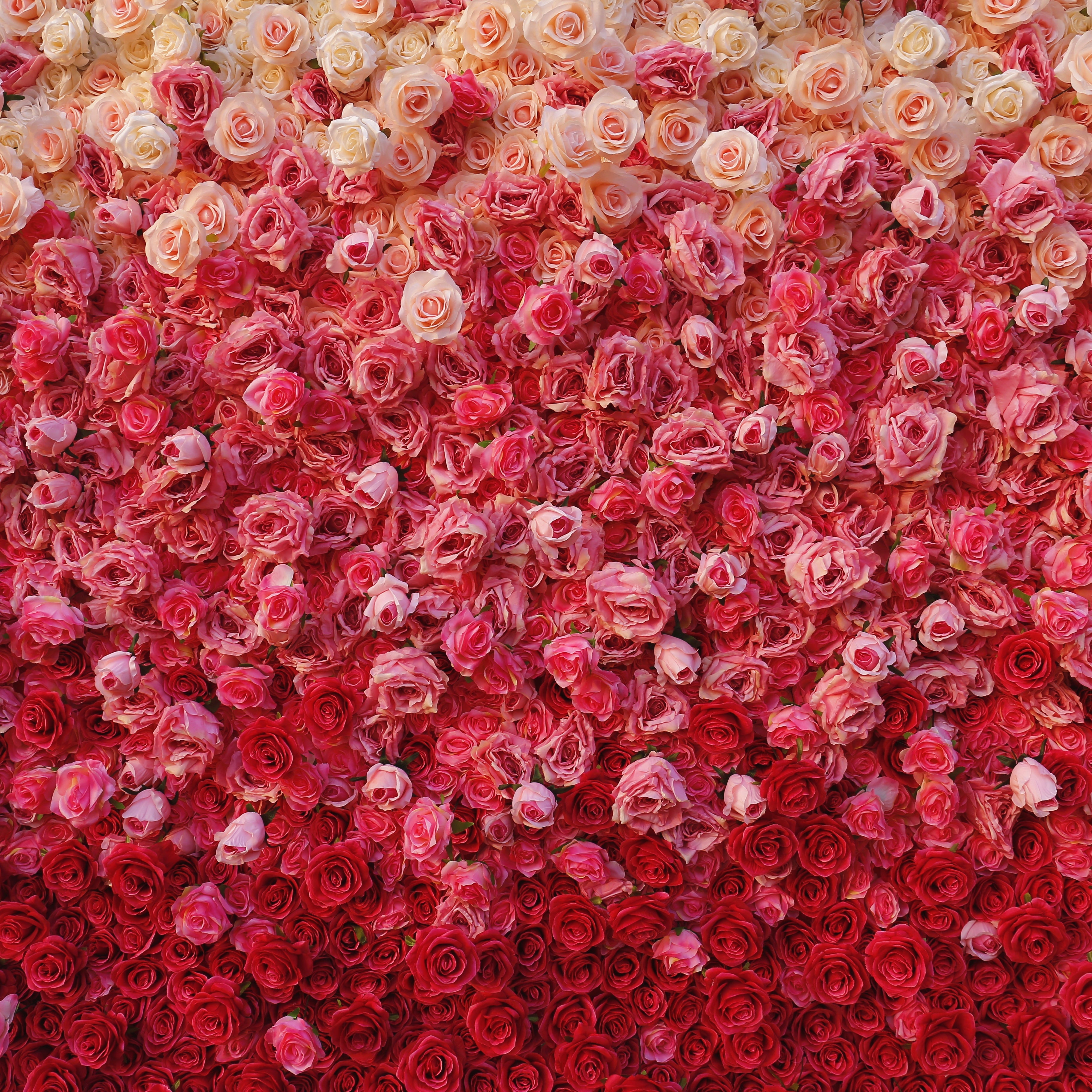 5D Ombre Pink White Fabric Rose Wedding Roll Up Flower Wall ACFW-094