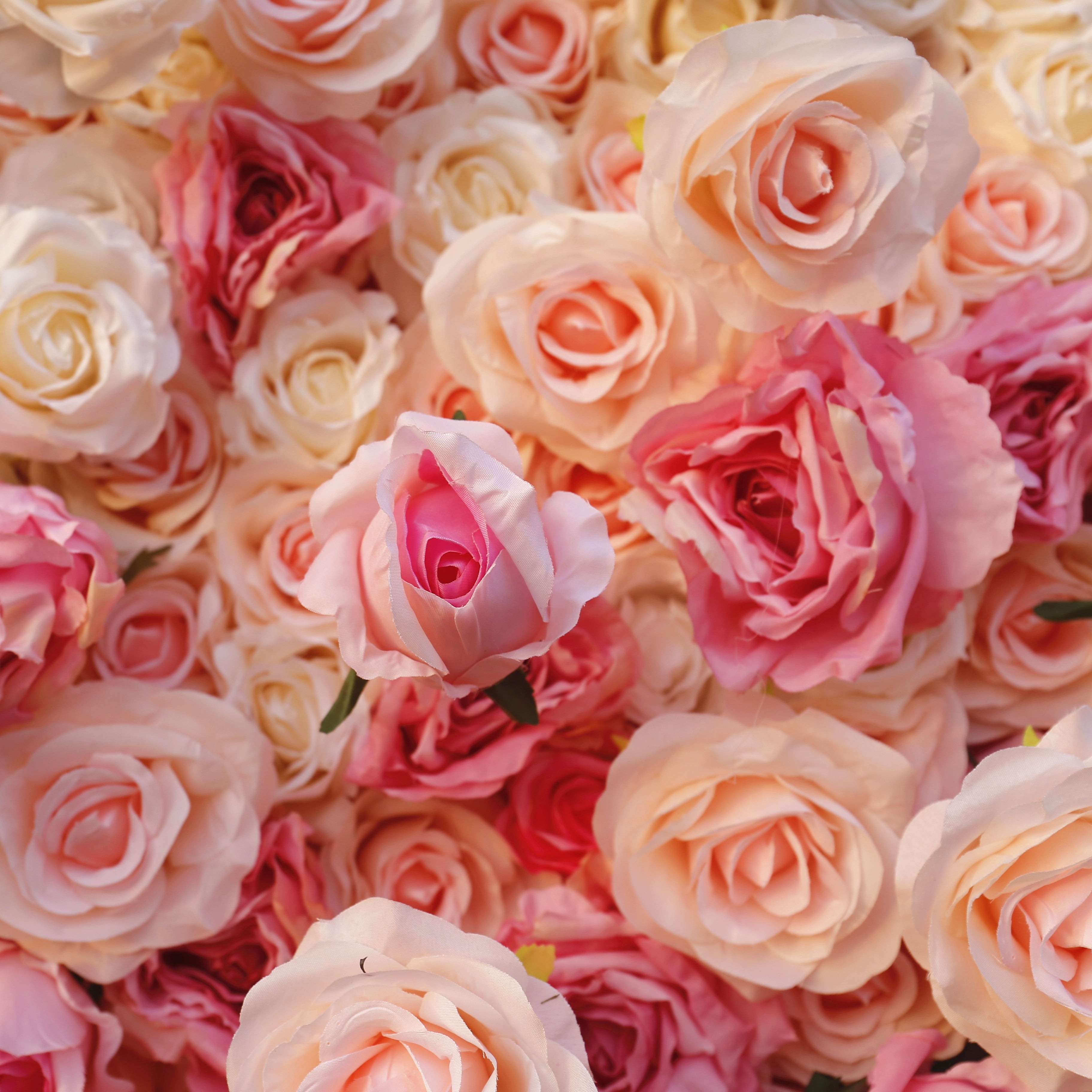 5D Ombre Pink White Fabric Rose Wedding Roll Up Flower Wall ACFW-094