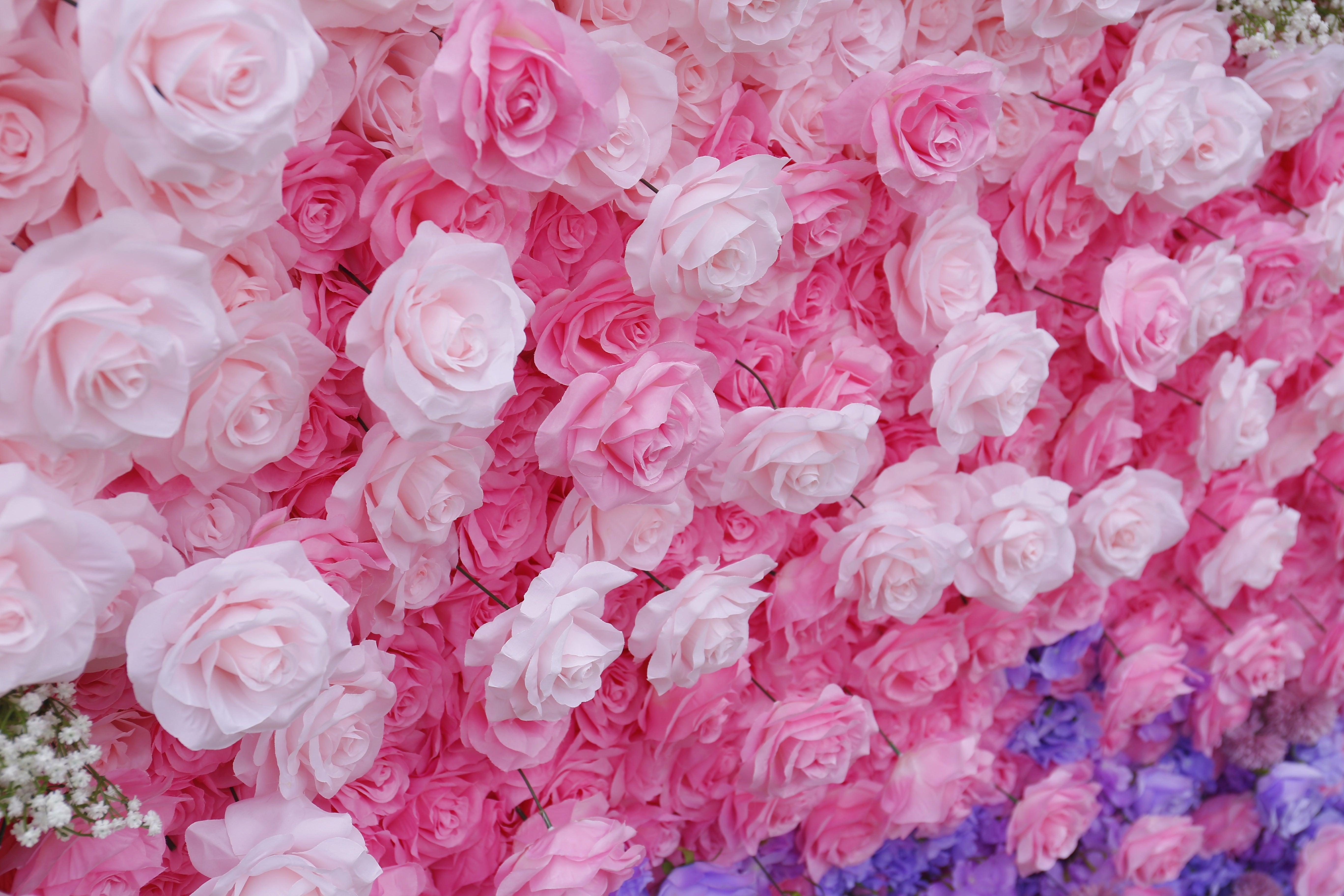 5D Ombre Purple Pink White Fabric Rose Artificial Flower Wall ACFW-157