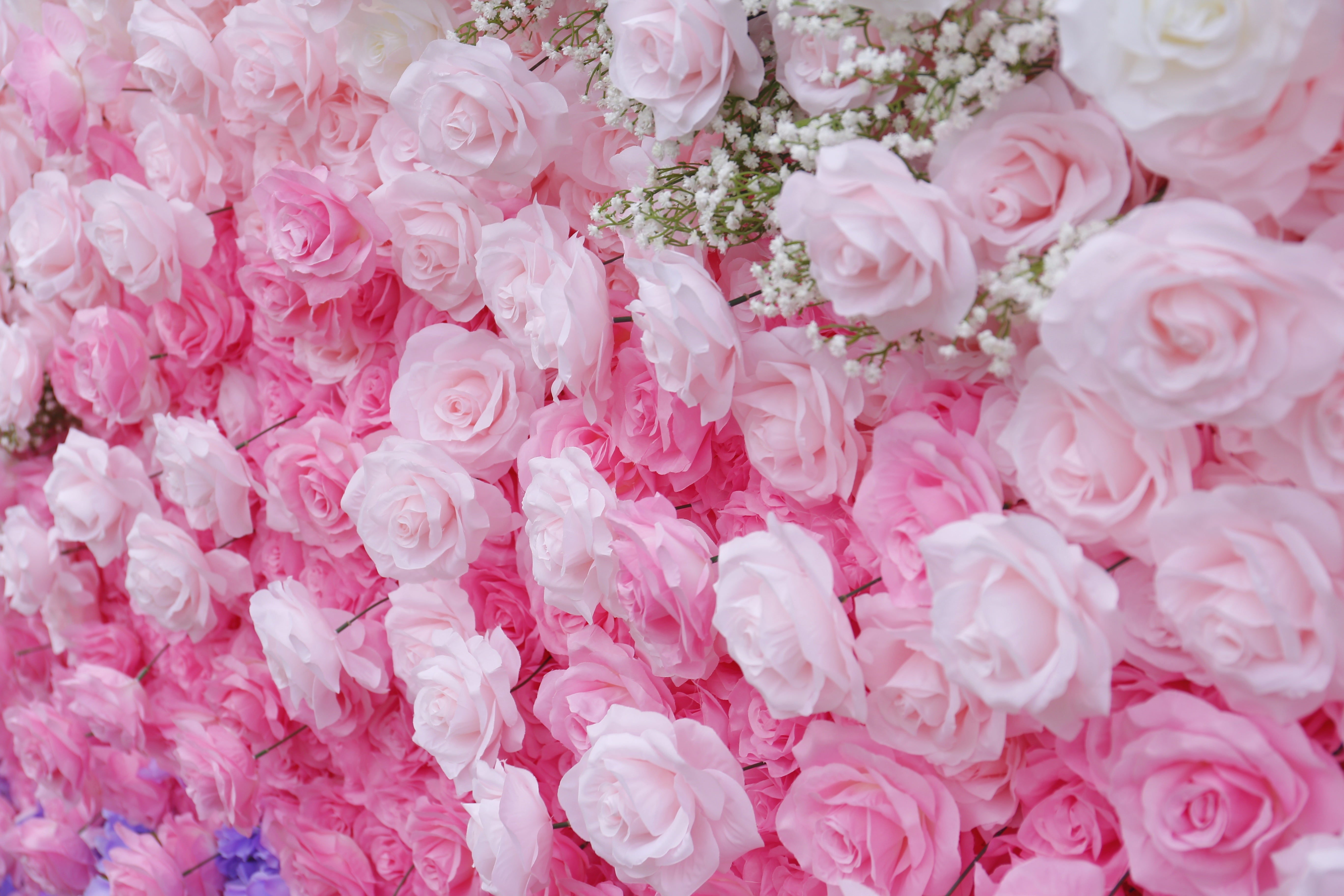 5D Ombre Purple Pink White Fabric Rose Artificial Flower Wall ACFW-157