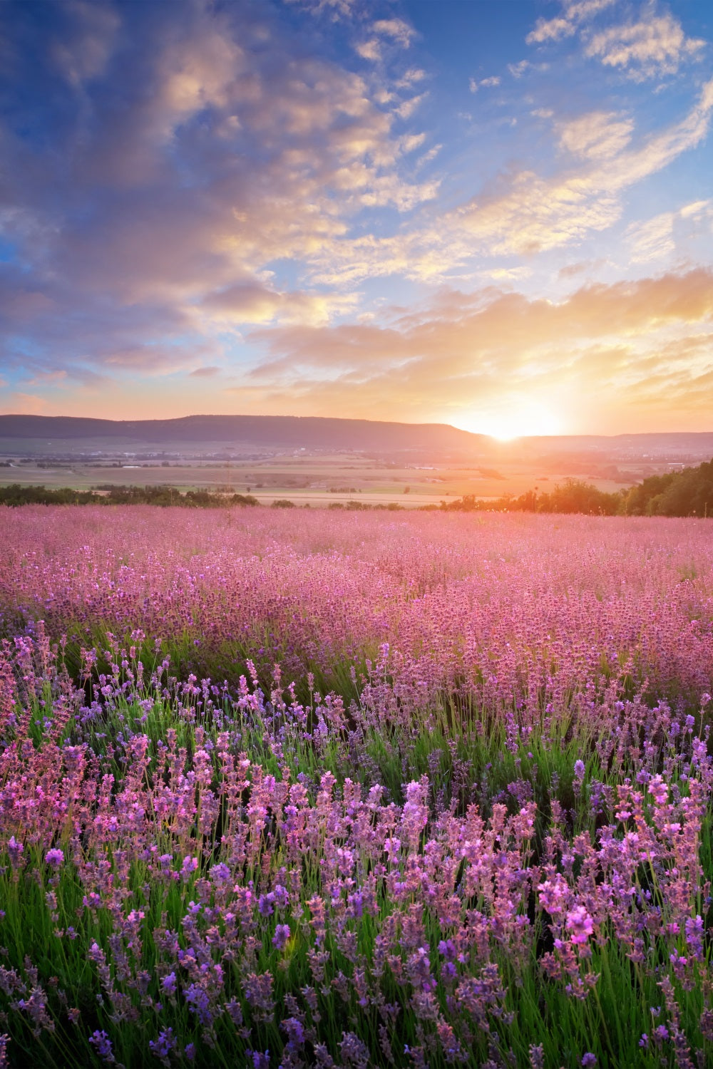 golden lavender plant Flower Photo Backdrop Golden Glow Purple Lavender Backdrop BRP1-496, 5'W*7'H(1.5*2.2m)