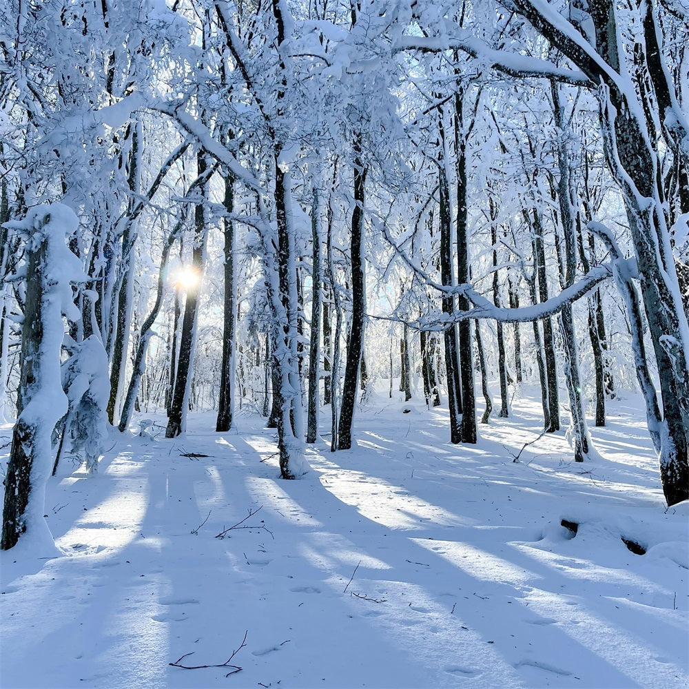 Winter Backdrops For Sale Snowy Woods Gentle Light Backdrop BRP11-13