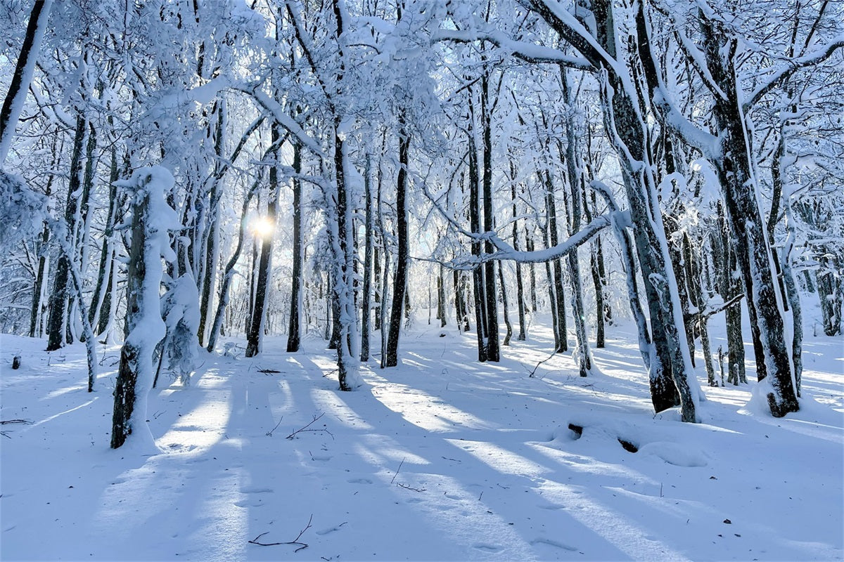 Winter Backdrops For Sale Snowy Woods Gentle Light Backdrop BRP11-13