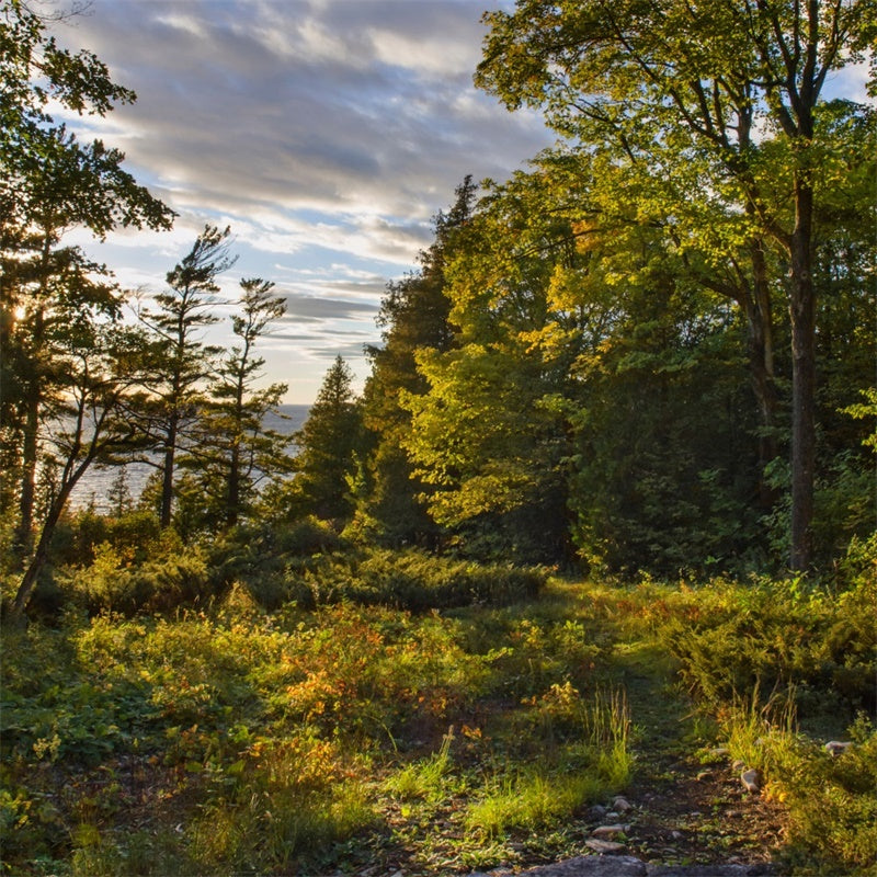 Wilderness Backdrop Rustic Sunset Trees Sky Backdrop CJJ2-127