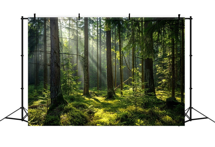 Woodland Photo Backdrop Serene Sunlit Pine Forest Backdrop CJJ2-37
