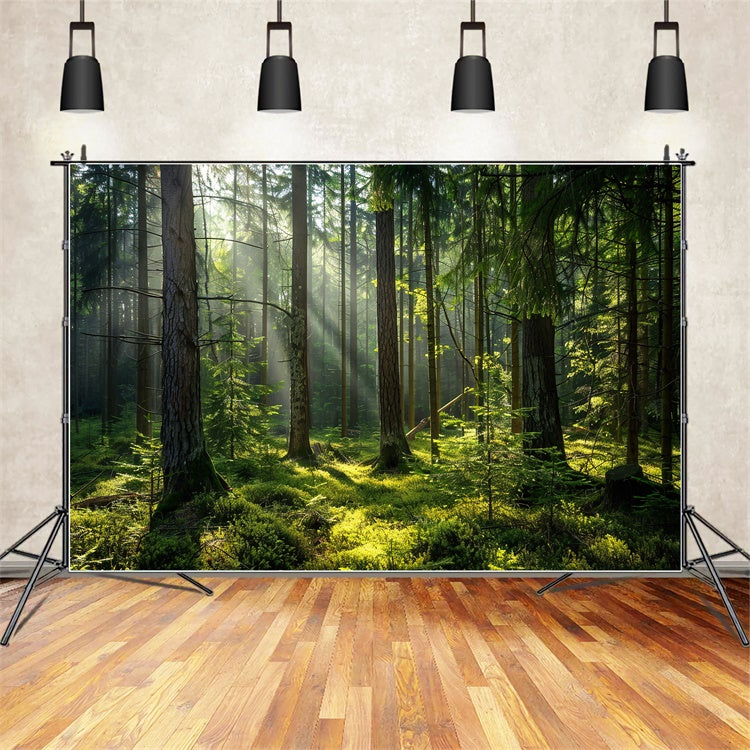 Woodland Photo Backdrop Serene Sunlit Pine Forest Backdrop CJJ2-37