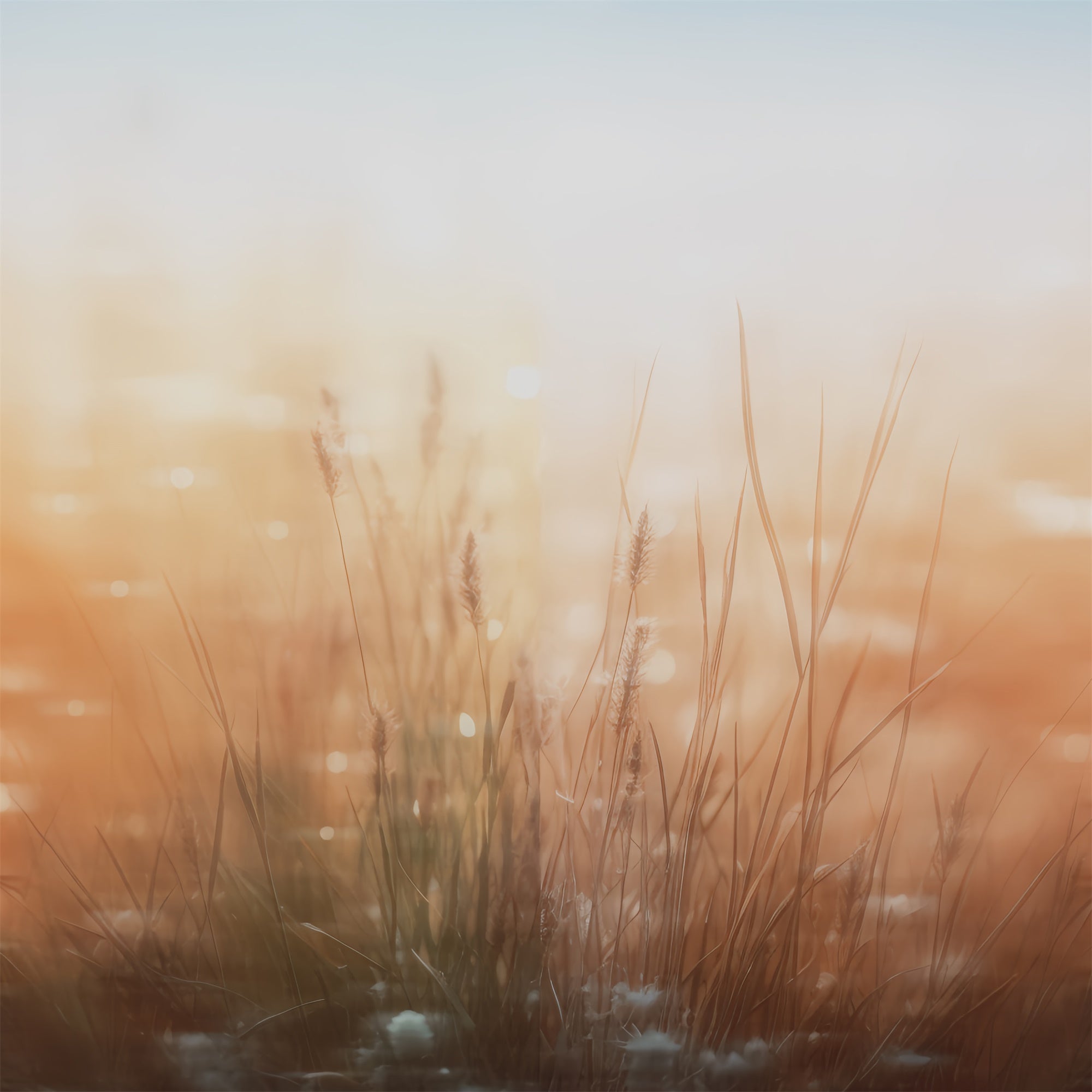 Portrait Photography Backdrops Soft Meadow Breeze Backdrop CSH4-202