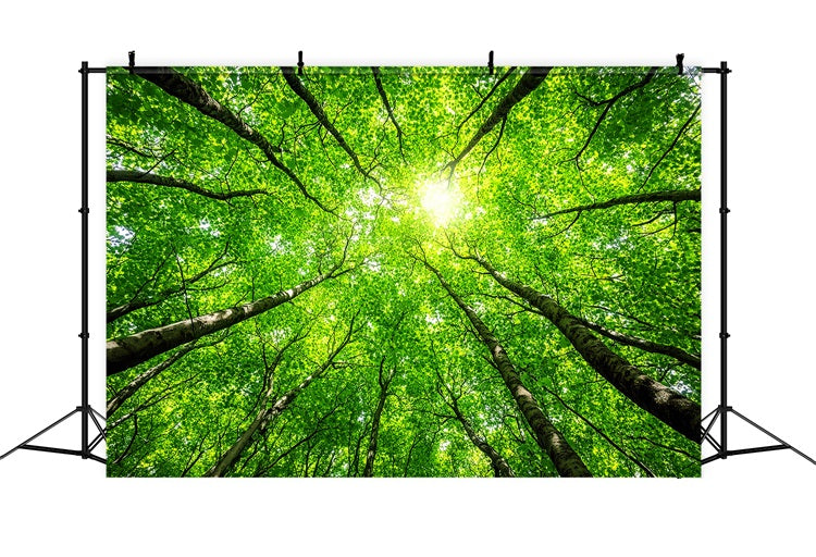 Photography Backdrops Forest Lush Tree Tops Sky Backdrop CSH4-90