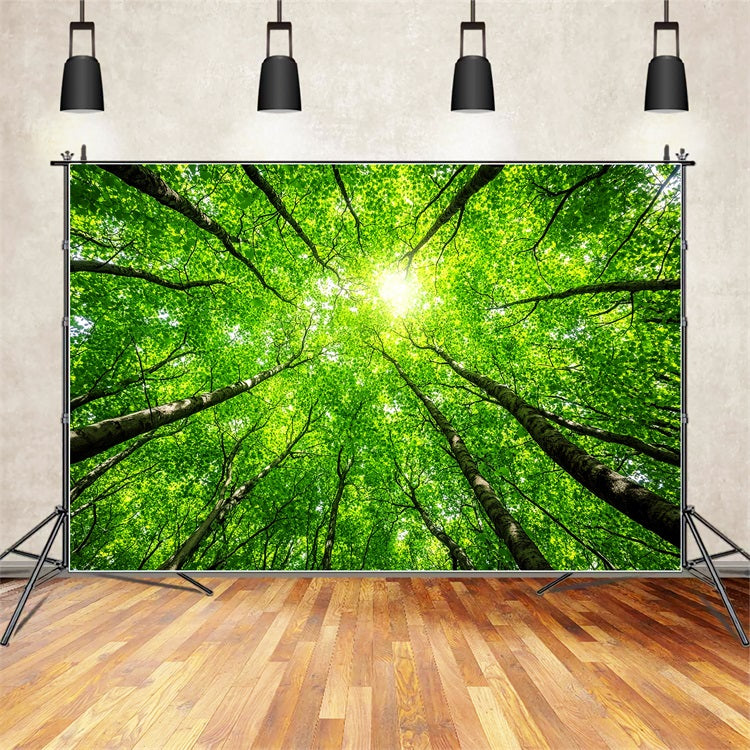 Photography Backdrops Forest Lush Tree Tops Sky Backdrop CSH4-90