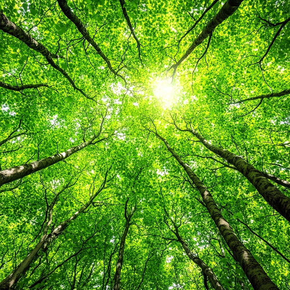 Photography Backdrops Forest Lush Tree Tops Sky Backdrop CSH4-90