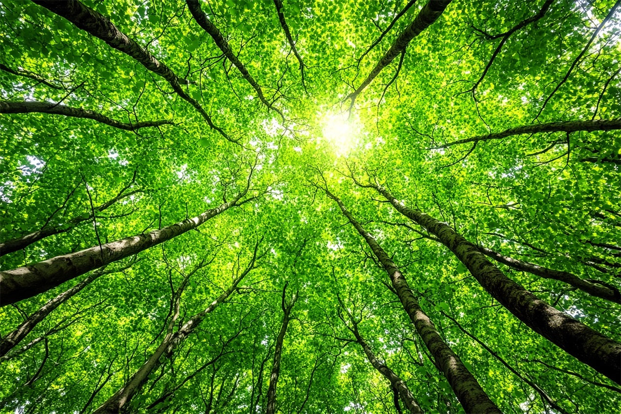 Photography Backdrops Forest Lush Tree Tops Sky Backdrop CSH4-90