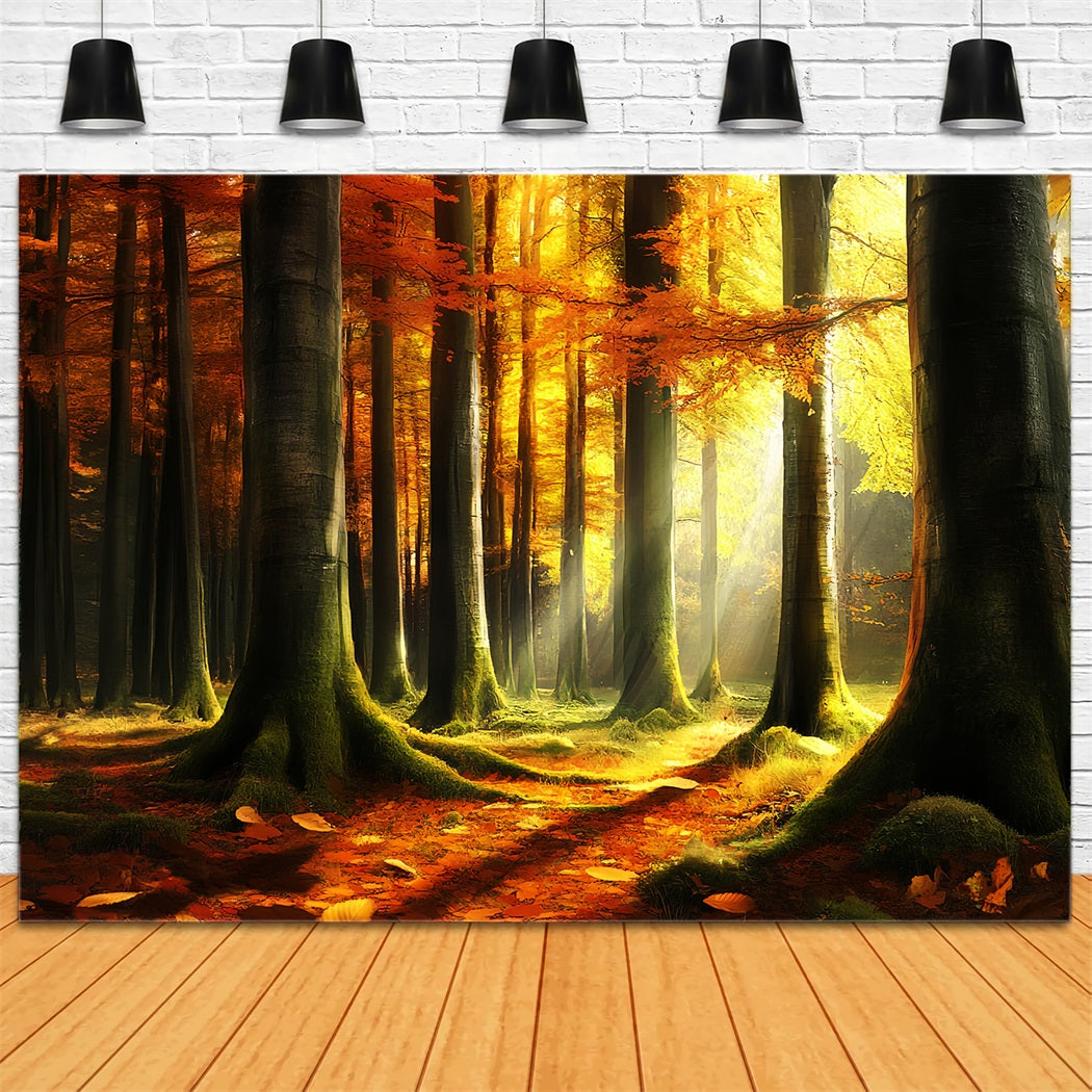 Autumn Nature Backdrop Mystic Light Autumn Woods Fall Photo Backdrop CSH58-231