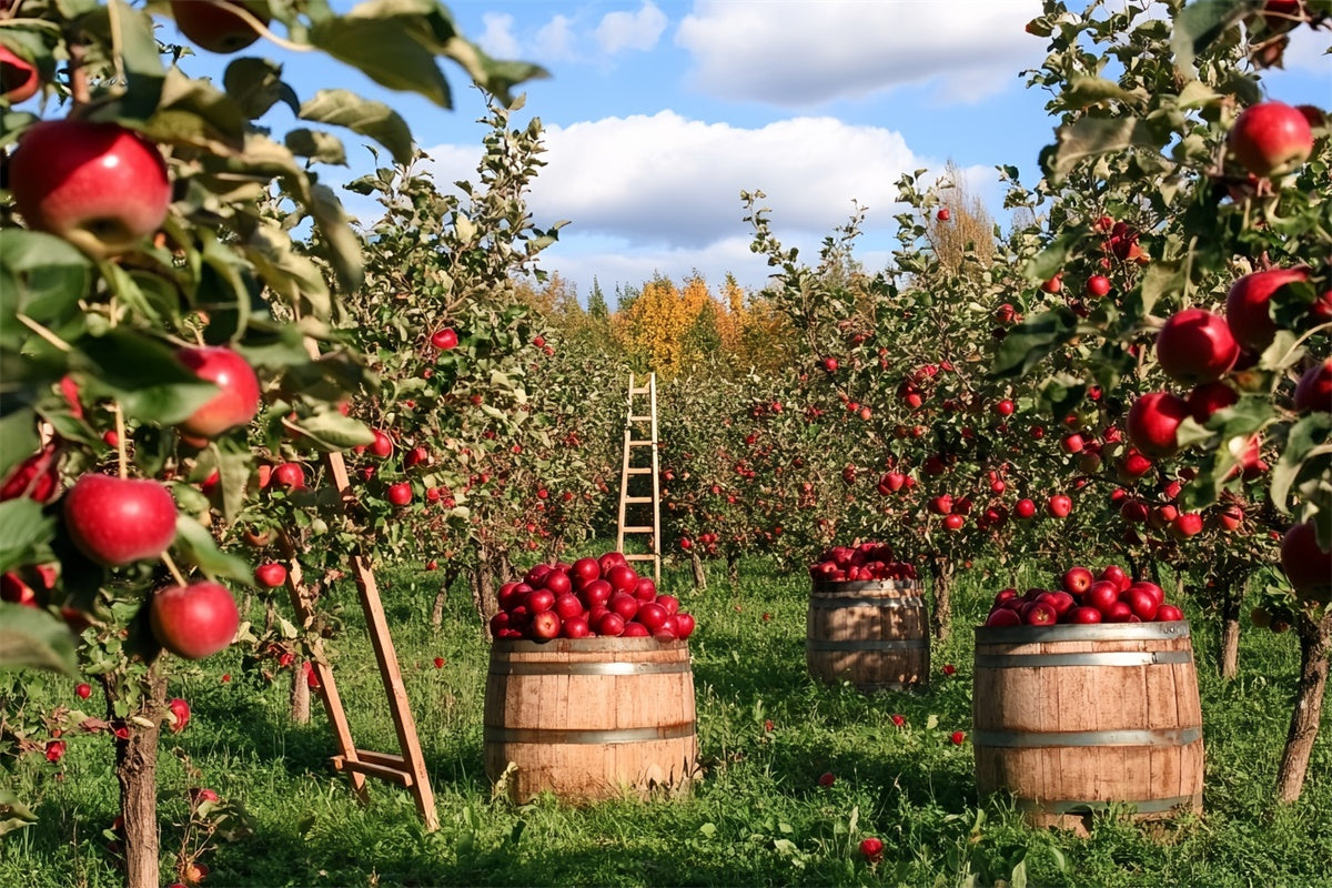 Fall Photo Backdrop Apple Harvest Orchard Backdrop CSH6-194