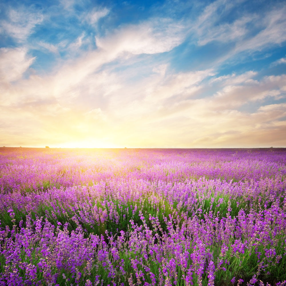 Lavender Backdrop Morning Bloom Floral Photography Backdrop GQ4-21
