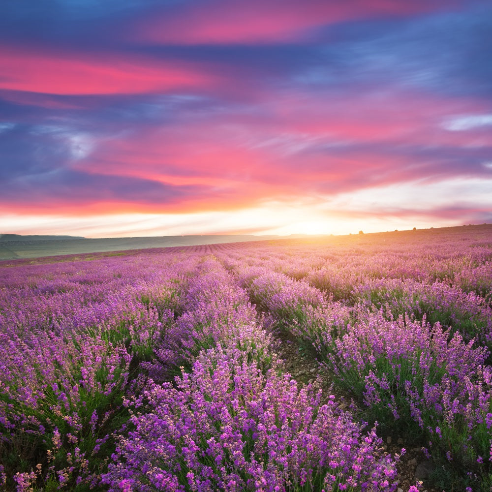 Purple Backdrop For Photography Sunset Lavender Rows Backdrop GQ4-22