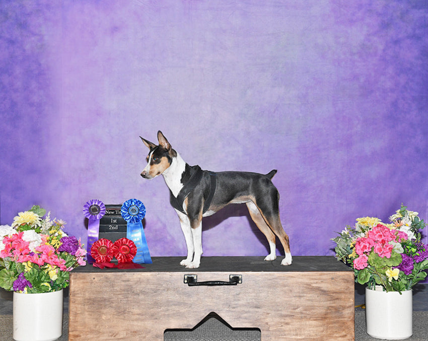 Purple Abstract Fine Art Studio Backdrop HF-0020