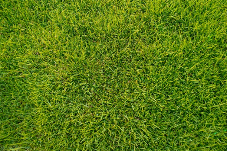 Floor Backdrop Photography Lush Green Grass Floor Backdrop LXX2-227