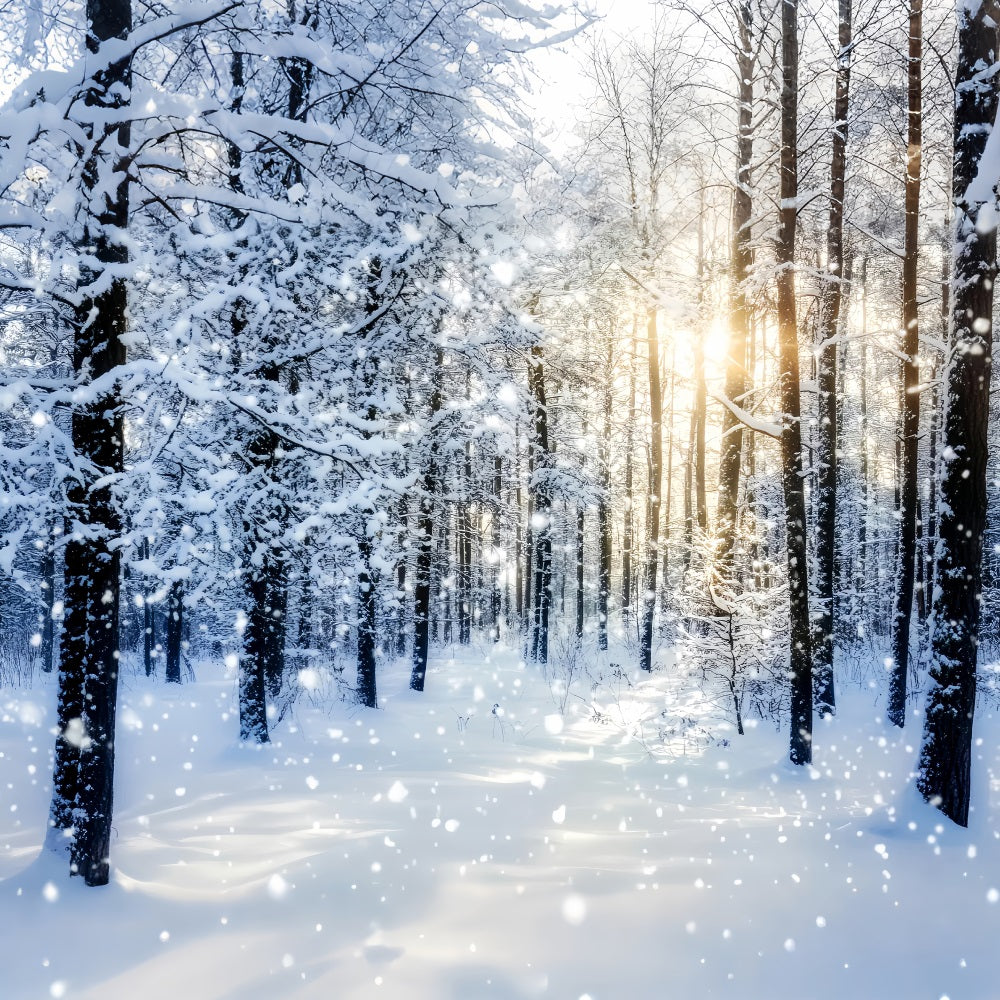 Snowy Forest Sparkling Sunrise Winter Woods Woodland Forest Backdrop LXX58-276