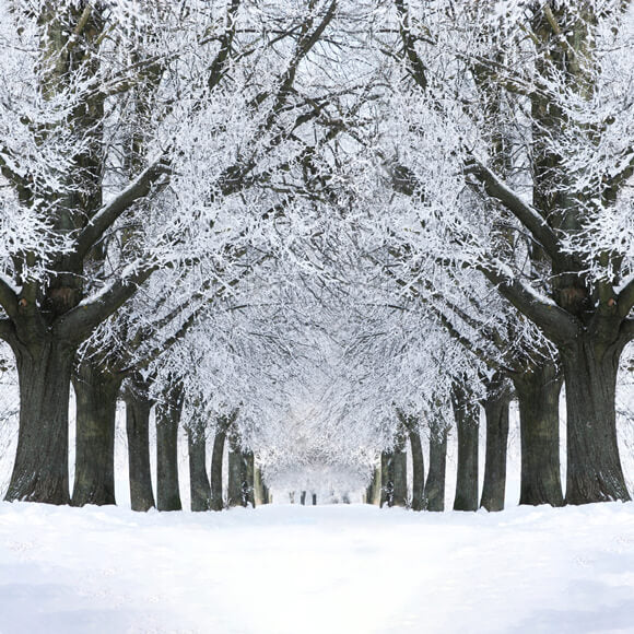 Winter Snowy Road Frozen Trees Backdrop M11-17