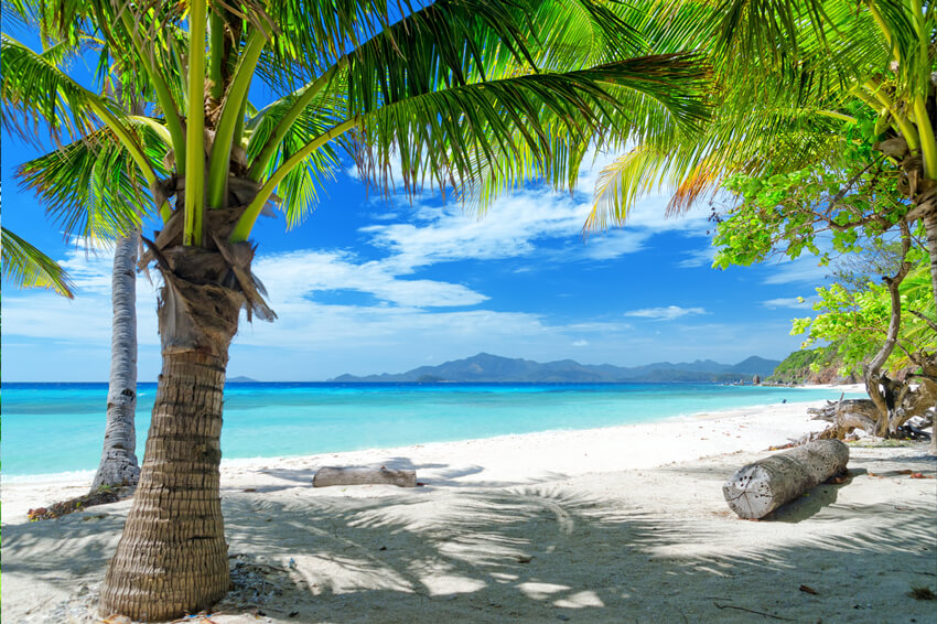 Summer Seaside Palm Trees Blue Sky Backdrop