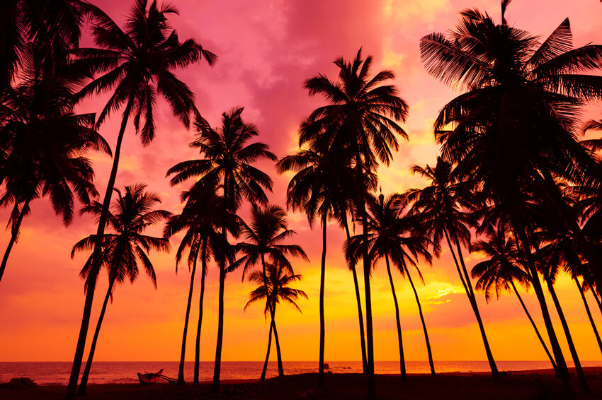 summer palm plant Seaside Sunset Palm Trees Summer Backdrop M5-130, 5'W*3'H(1.5*1m)
