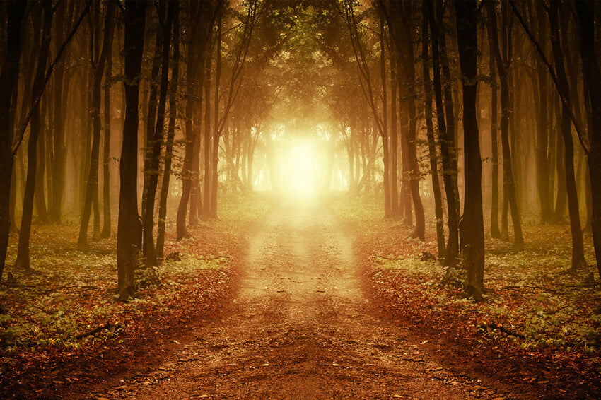 Autumn Forest Afterglow Fallen Leaves Backdrop