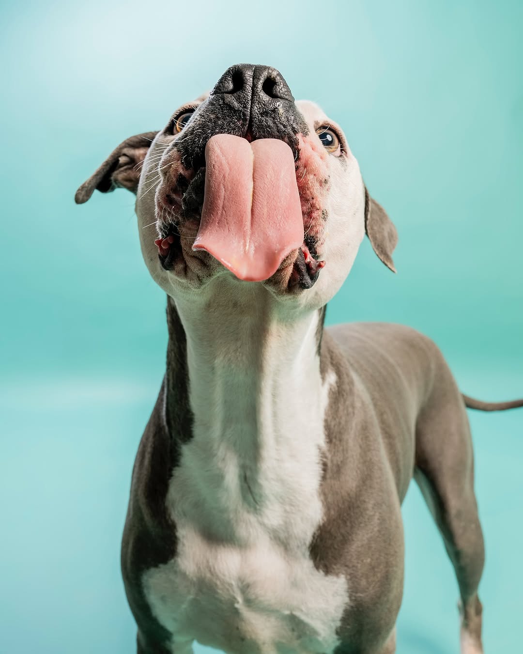 Solid Color Mint Green Backdrop for Photo Booths SC35
