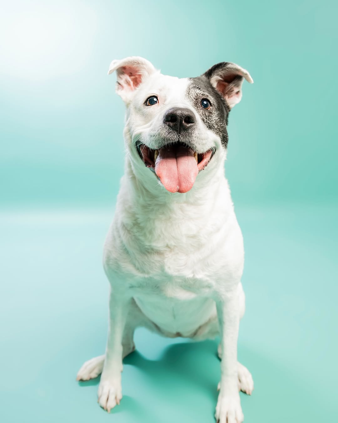 Solid Color Mint Green Backdrop for Photo Booths SC35