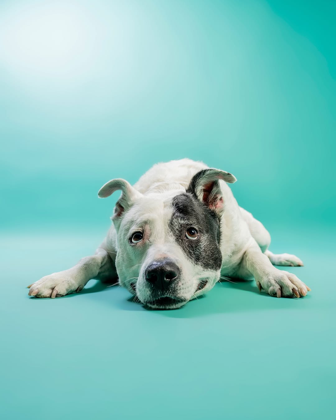 Solid Color Mint Green Backdrop for Photo Booths SC35