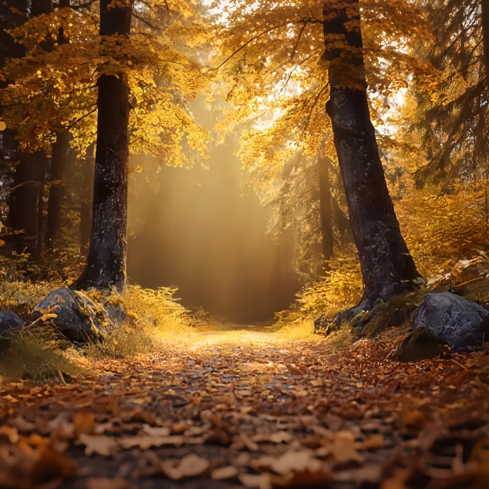 Fall Forest Backdrop Golden Autumn Sunlit Trail Forest Backdrops TWW59-138