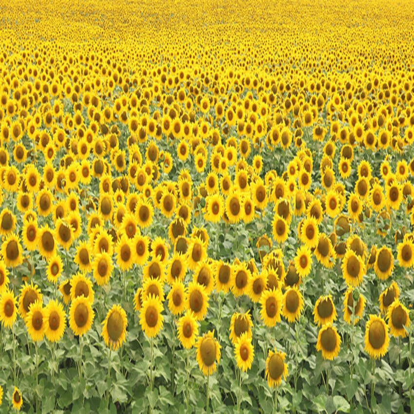 Summer Sunflower Field Blooming Backdrop