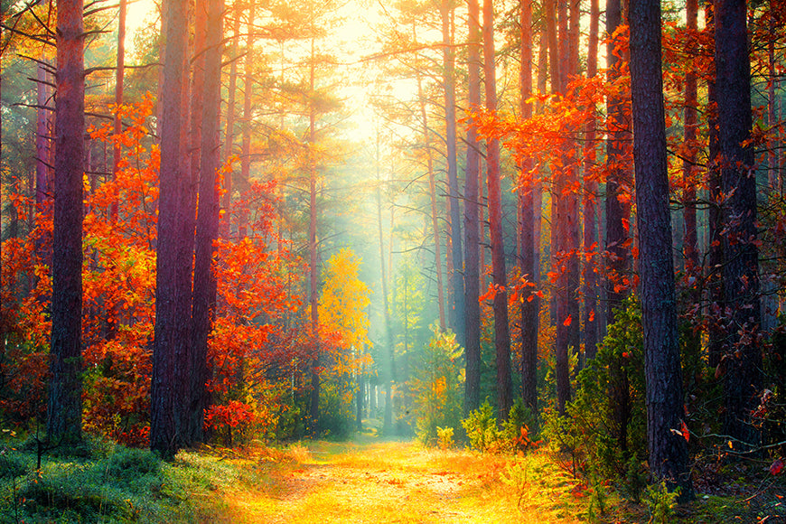 Red Yellow Autumn Trees Backdrop for Photography